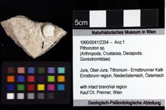 Foto (Objket + Etiketten) von Pithonoton sp. 